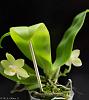 Phal (Yui-Fong White X Yaphon Green Lotus)-phal-yui-fong-white-yaphon-green-lotus-4-web-jpg