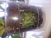 Oncidium Sharry Baby - Green tips on air roots shrivelling.-media-roots-2-jpg
