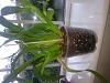 Oncidium Sharry Baby - Green tips on air roots shrivelling.-growths-zoomed-jpg