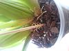 Oncidium Sharry Baby - Green tips on air roots shrivelling.-shrivled-tips-zoomed-jpg