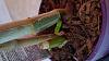 Dendrobium phalaenopsis pink should I repot?-uploadfromtaptalk1444663461282-jpg