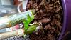 Dendrobium phalaenopsis pink should I repot?-uploadfromtaptalk1444663484848-jpg