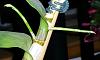 Noid den-phal with new growth on old cane?-2015-11-09-18-58-06-jpg