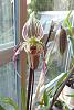 First blooms on Paph. (philippinense x fowliei) and Venus Knight-philxfowl2-jpg