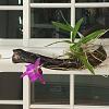 Orchid ID help-- purple, white and yellow, bloomed 1x in 12 years-img_3707-jpg