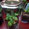 Simple humidity solutions for winter-imageuploadedbytapatalk1448631492-880038-jpg