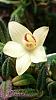 Dendrobium cuthbertsonii first bloom-uploadfromtaptalk1449005184040-jpg