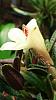 Dendrobium cuthbertsonii first bloom-uploadfromtaptalk1449005193519-jpg