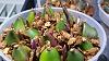 Pleione collection freshly potted-20160131_233734-jpg