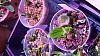 Pleione collection freshly potted-20160131_233926-jpg