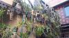 Orchid staircase-20160210_170042-jpg