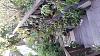 Orchid staircase-20160210_170314-jpg