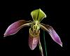 Paph. hainanense-_dsc7457_2016-02-14_6954-jpg