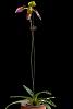 Paph. hainanense-_dsc7458_2016-02-14_6955-jpg