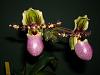 Paph. Salvadore Dali-image-jpg