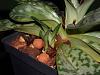 Paph. sukhakulii doing something unusual-image-jpg