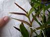 Catt Epidendrum radicans (?) w/ purple leaves, and black spots-sick-catt-epi-rad-1-10-jpg