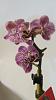 Small Phal Orchid with Small Flaws-orchid-007-jpg