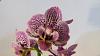 Small Phal Orchid with Small Flaws-phal-orchid-019-jpg