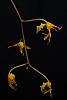 Gongora fulva (tricolor)-optimized-masd-amabilis-gongora-fulva-009-jpg