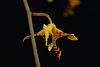 Gongora fulva (tricolor)-optimized-masd-amabilis-gongora-fulva-010-jpg