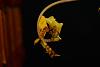 Gongora fulva (tricolor)-optimized-masd-amabilis-gongora-fulva-011-jpg