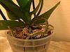 Humidifier for newly reported phalaenopsis?-image1465356846-433848-jpg