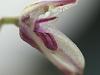 Specklinia grobyi small bloom-11-jpg