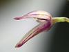 Specklinia grobyi small bloom-12-jpg