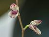 Specklinia grobyi small bloom-13-jpg