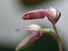 Specklinia grobyi small bloom-16-jpg
