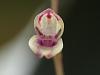 Specklinia grobyi small bloom-17-jpg