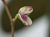 Specklinia grobyi small bloom-18-jpg