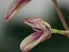 Specklinia grobyi small bloom-19-jpg