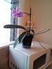 Orchids roots growing away from light?-originalphalback-jpg