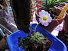 Dendrobium Unicum - No Clue, Dormancy-007-jpg