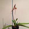 Pissed-off Pet Parrots vs. Paphiopedilum Isabel Booth-isabel-booth-plant-jpg