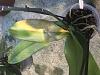 Phalaenopsis Leaf Burn or Rot?-image-jpg