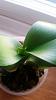 HELP FOR MY ORCHID-img-20161003-wa0001-jpg