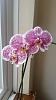 HELP FOR MY ORCHID-img-20161010-wa0010-jpg