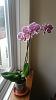 HELP FOR MY ORCHID-img-20161010-wa0013-jpg