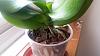 HELP FOR MY ORCHID-img-20161010-wa0015-jpg