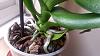 HELP FOR MY ORCHID-img-20161010-wa0017-jpg