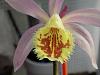 Pleione collection freshly potted-shepards-warning-jpg