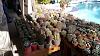 Succulent Open Garden 2017 February 05 - Part 1-20170205cacti1_seca-jpg
