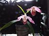 Phrag. Hat Creek first bloom--whaddya think?-dscn1131-jpg