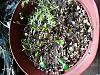 Stephanotis floribunda seedlings sprouting-stephanotis_floribunda_sprouts_20170218_seca-jpg