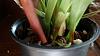 Need Opinion on whether to repot Oncidium Twinkle-img_20170314_162910674-jpg
