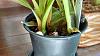 Need Opinion on whether to repot Oncidium Twinkle-img_20170314_162926329_hdr-jpg