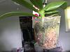 Repotting rescue phal orchid?-img_3426-jpg
